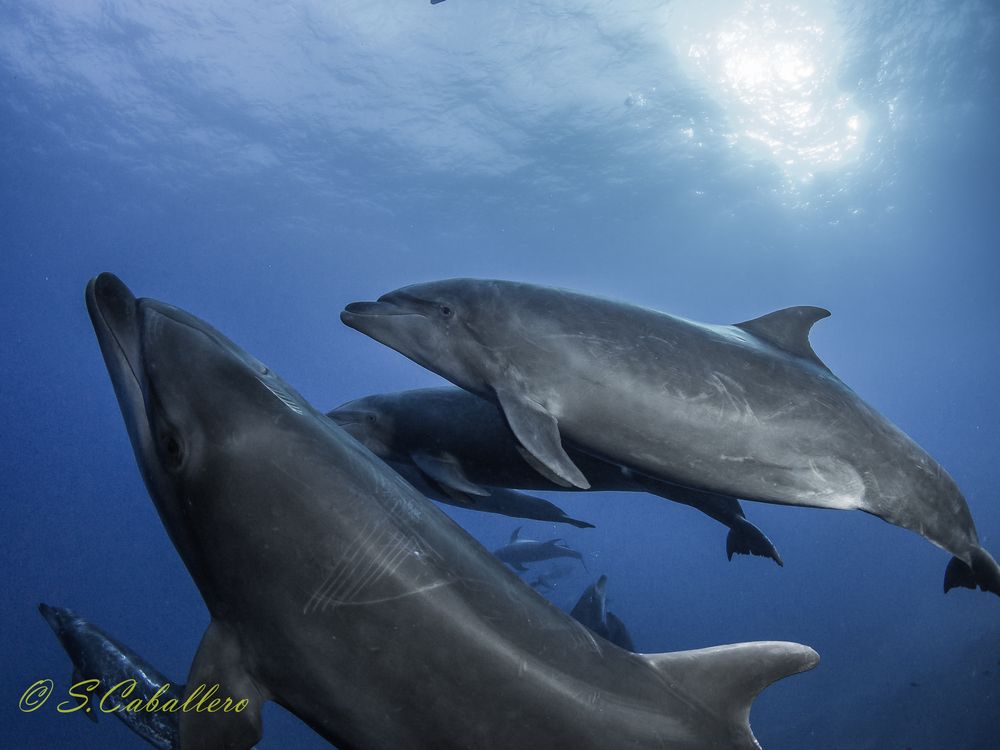 Delfine von Socorro