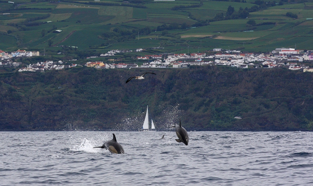 ... Delfine vor den Azoren ...