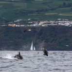 ... Delfine vor den Azoren ...
