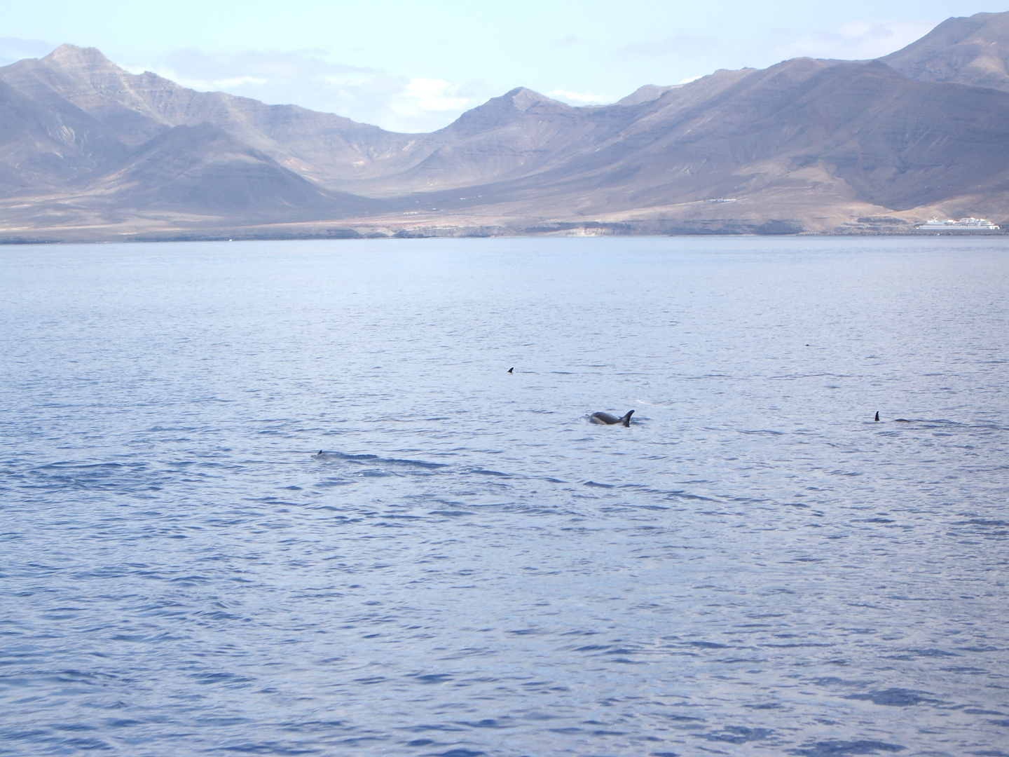 Delfine vor Fuerteventura