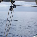 Delfine vor Fuerteventura