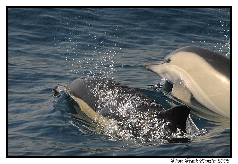 Delfine vor Gibraltar