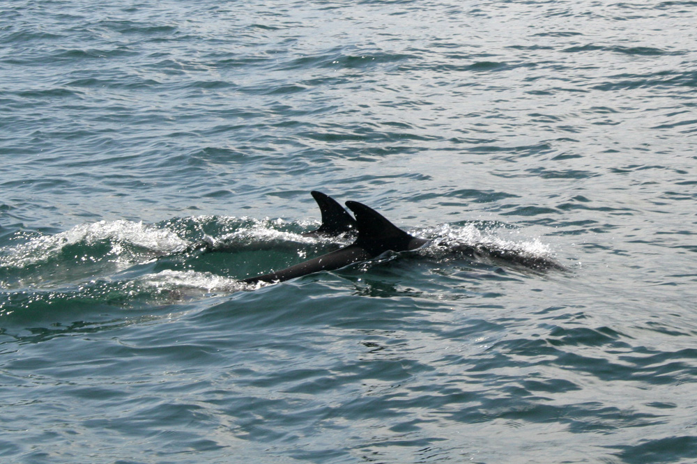 Delfine vor Hermanus