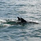 Delfine vor Hermanus