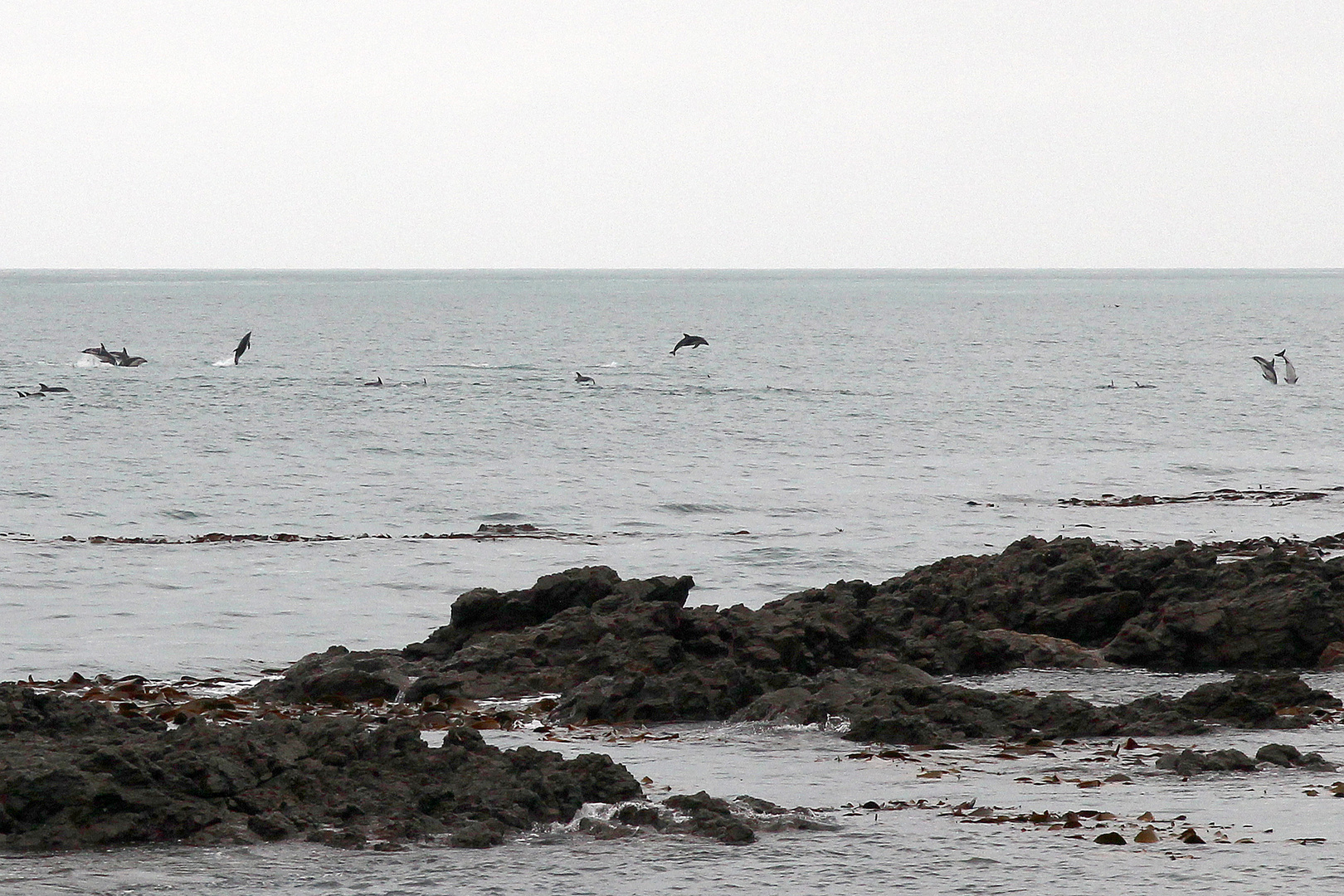 Delfine vor Kaikoura