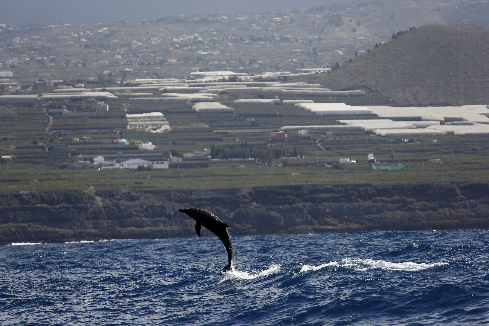 Delfine vor LaPalma