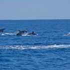 Delfine vor Madeira 2
