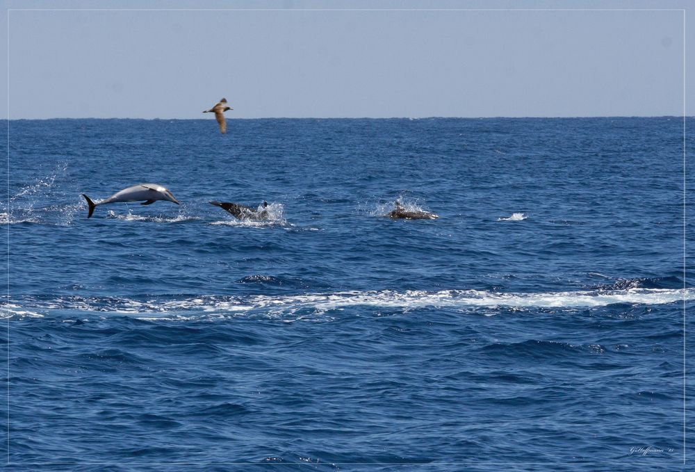 Delfine vor Madeira