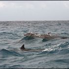 Delfine vor Sansibar