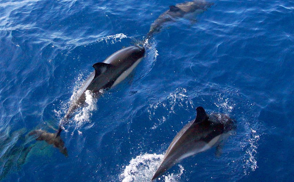 Delfine vor Sao Miguel