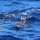 Delfine vor Tazacorte 2019 - 2