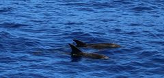 Delfine vor Tazacorte 2019 - 4