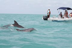 Delfine wo sie hingehören