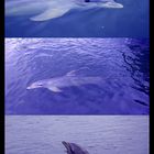 Delfines