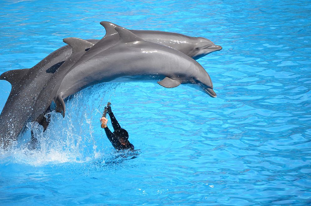 Delfines