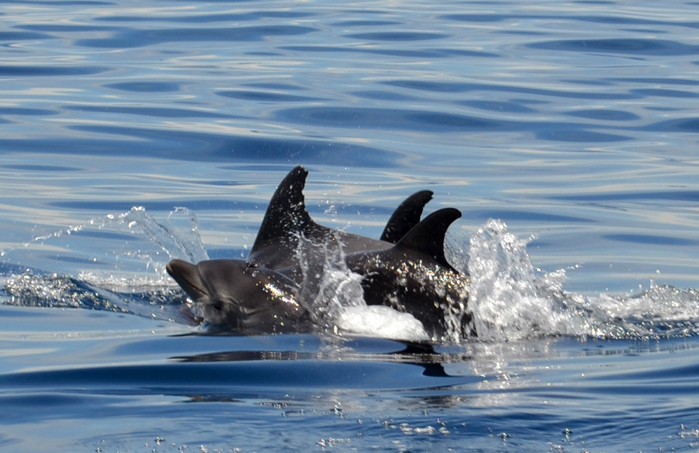 Delfines