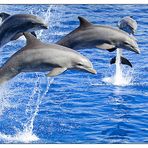 Delfines de L'Oceanografic