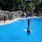 delfines en loro park