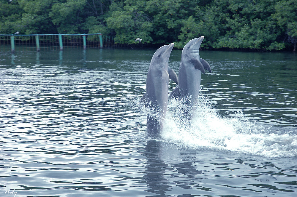 Delfines (I)