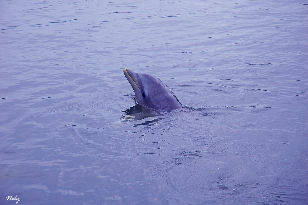 Delfines (II)