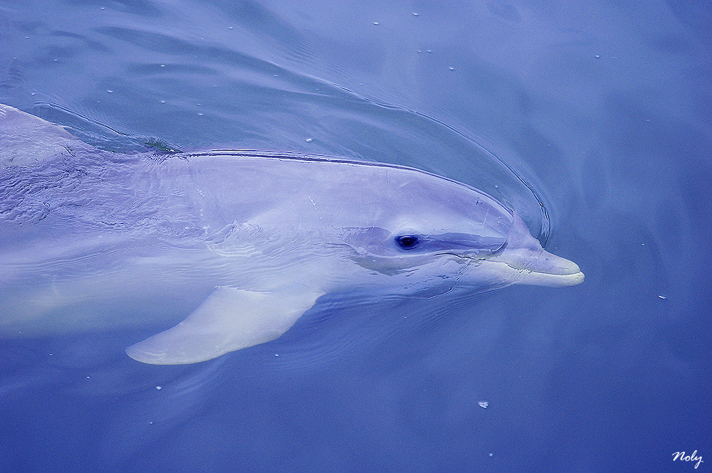 Delfines (III)