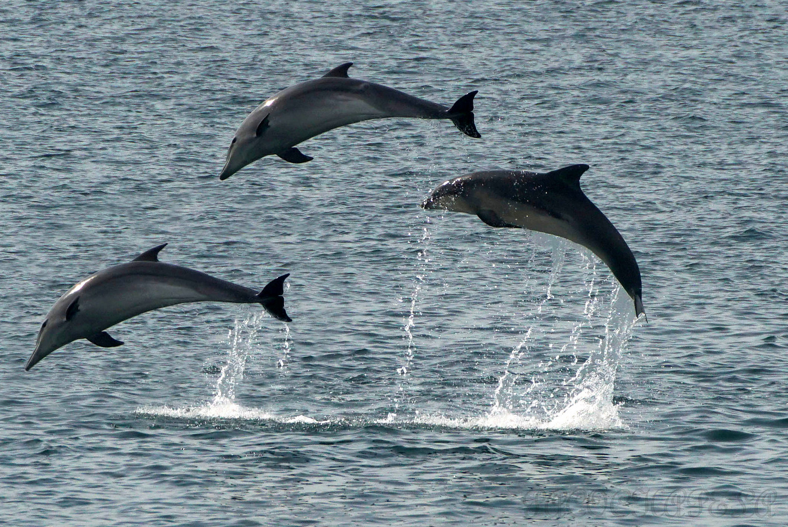 Delfines saltando