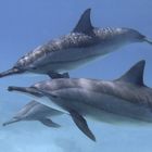 Delfinfamilie