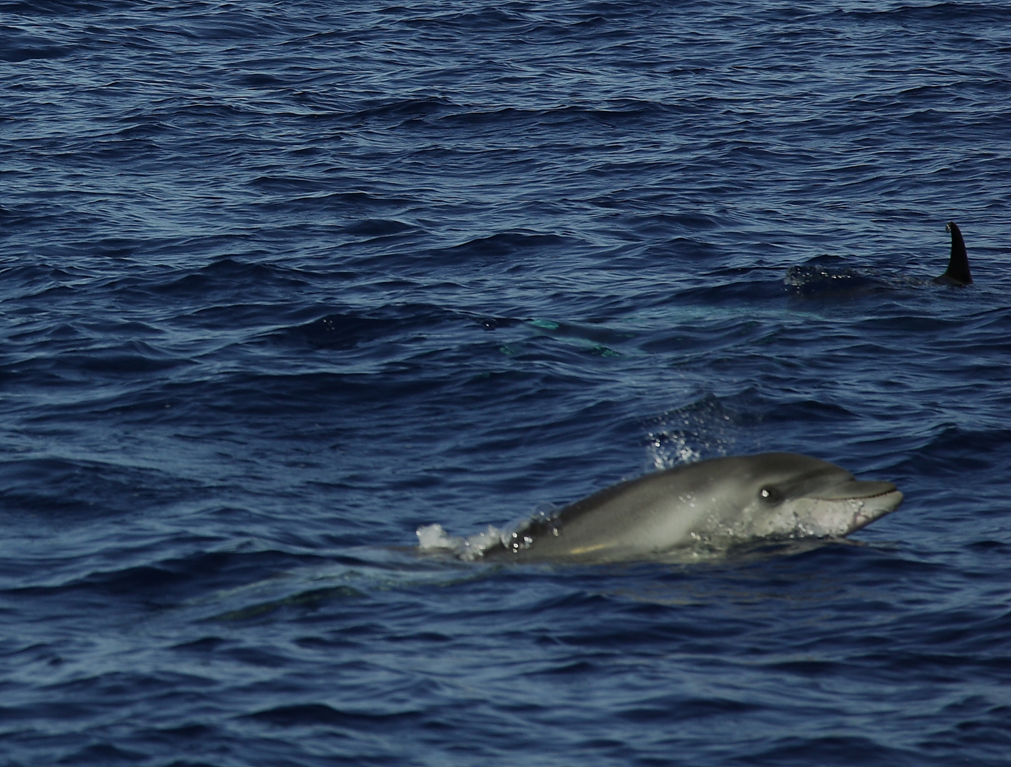 Delfin(grosser Tümmler)