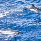 Delfini giocosi