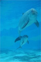 Delfinmutter mit Nachwuchs
