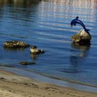 DELFINO AZZURRO........messaggero di POSEIDONE,Dio del mare.