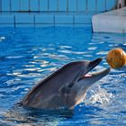 delfino calciatore