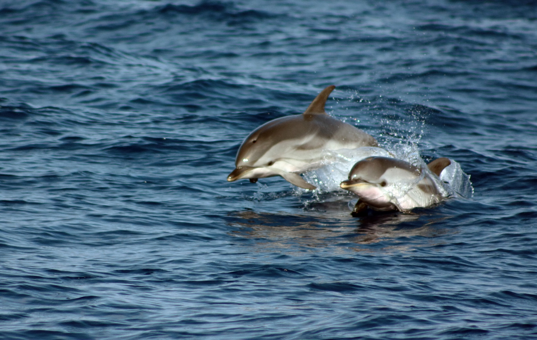 DELFINO CON PICCOLO