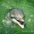delfino il libertà