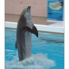 Delfino nell Delfinario di Nürnberg Germania