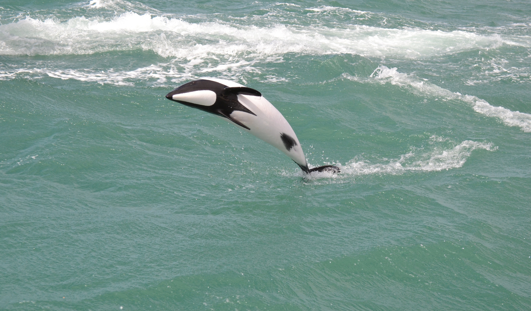 Delfino Tonina nella penisola di Valdés Argentina