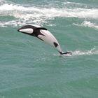 Delfino Tonina nella penisola di Valdés Argentina