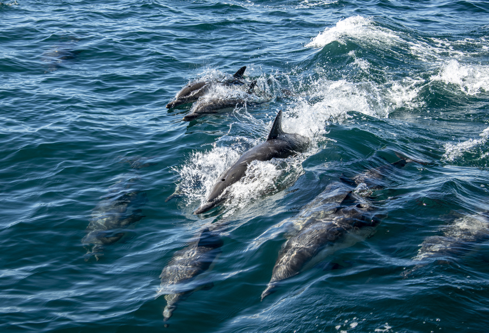 Delfinschule im Pazifik