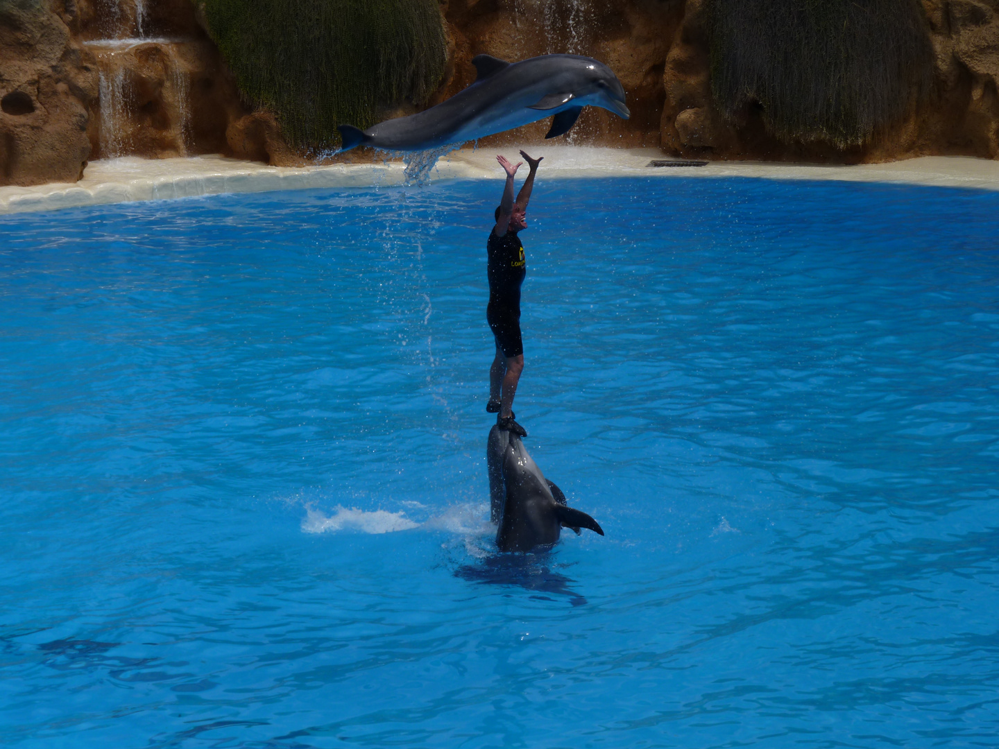 Delfinshow im Loro Park auf Teneriffe