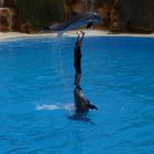 Delfinshow im Loro Park auf Teneriffe