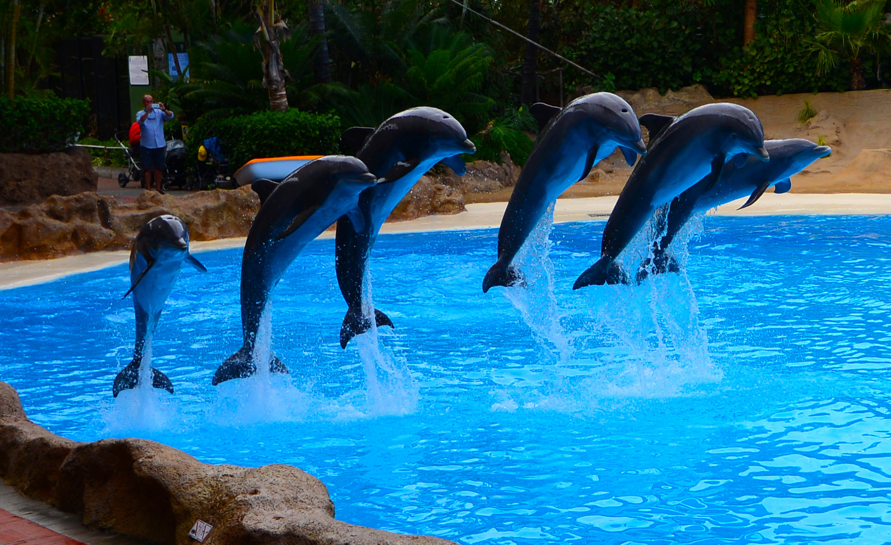 Delfinshow im Loro Parque in Teneriffa