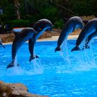 Delfinshow im Loro Parque in Teneriffa
