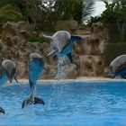 Delfinshow im Loro Parque (Teneriffa)