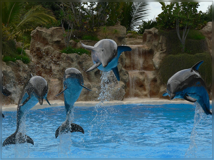 Delfinshow im Loro Parque (Teneriffa)