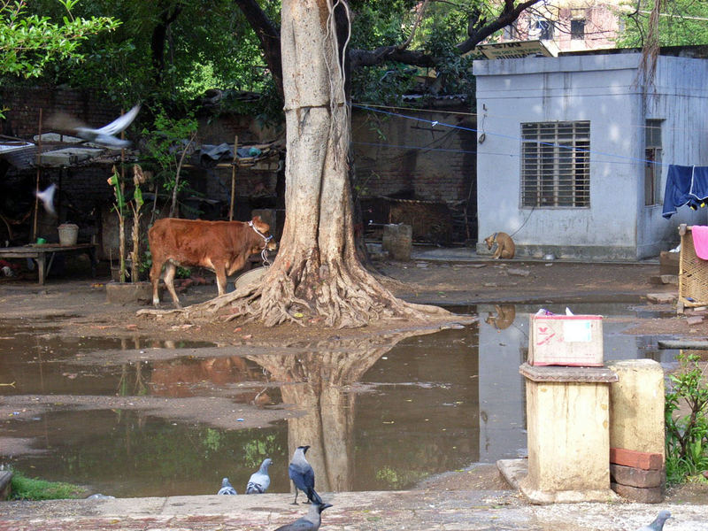 Delhi nach dem Regen