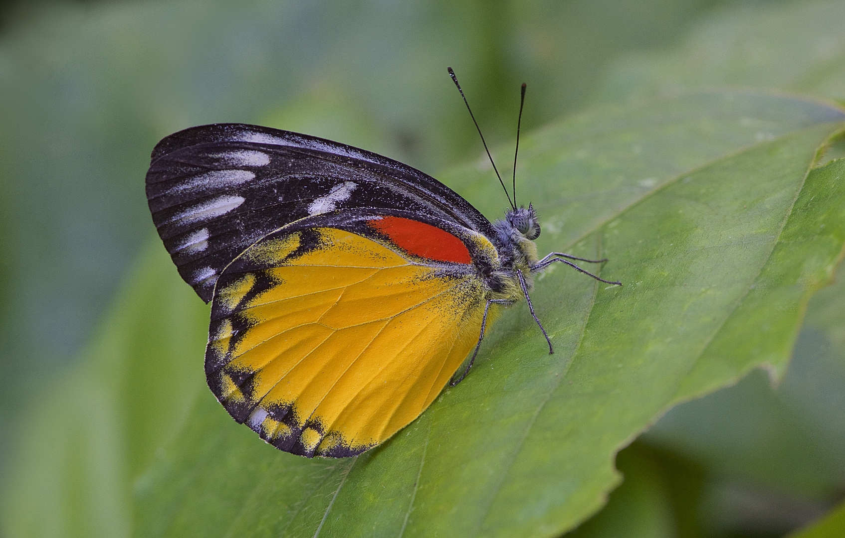 Delias, Red- spot Jezebel  aus dem Tropischen Regenwald von Thailand