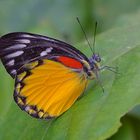 Delias, Red- spot Jezebel  aus dem Tropischen Regenwald von Thailand