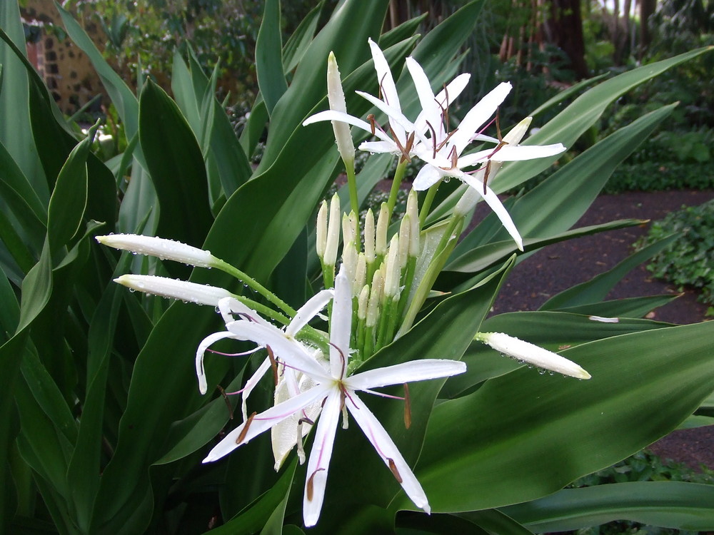 delicada flor