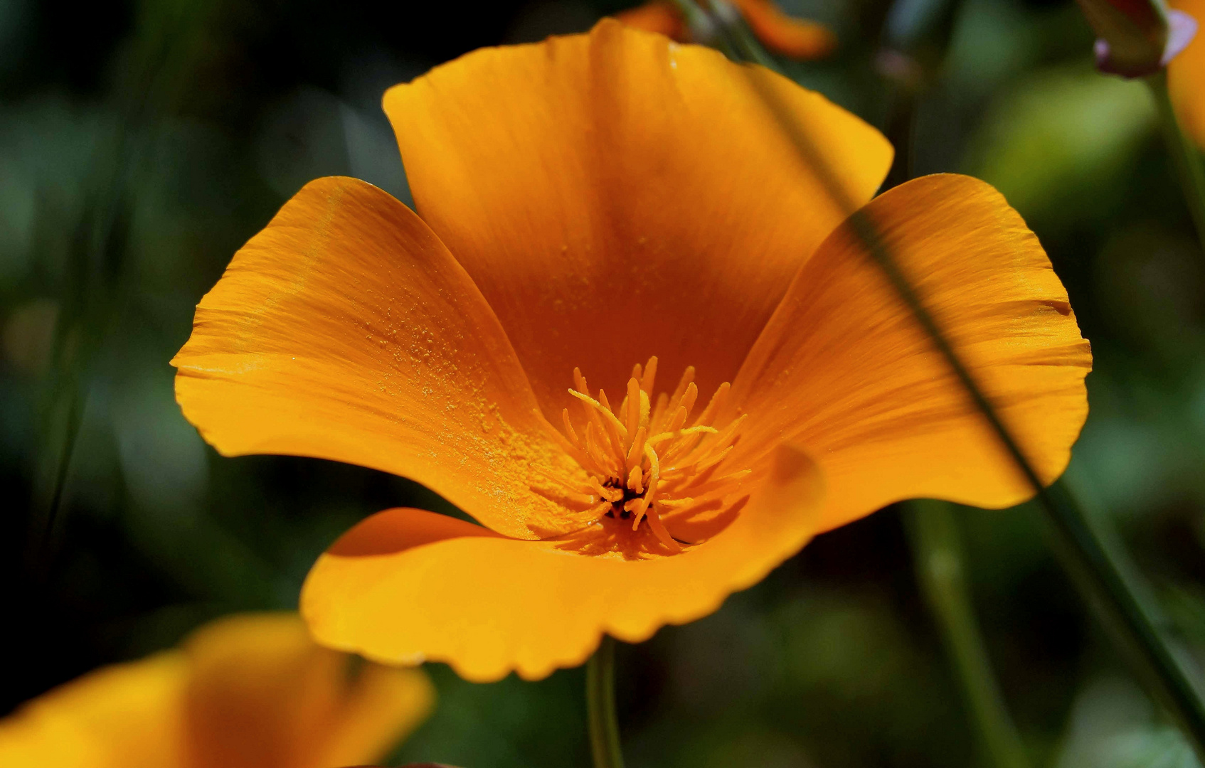 Delicada flor naranja