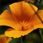 Delicada flor naranja